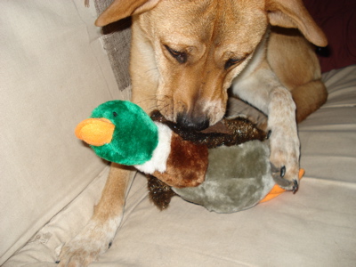 duck-hunt.jpg