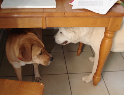 dogs-table.jpg
