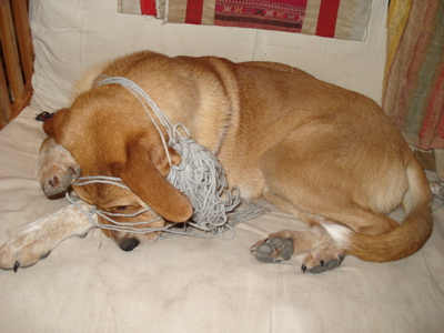 dog-yarn1.jpg