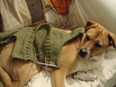 sweaterondog2