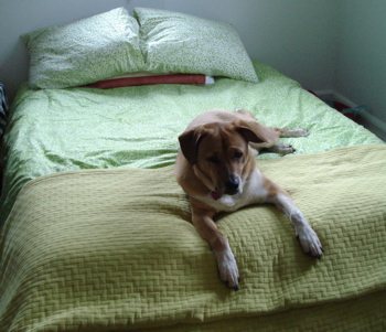 silly-dog-on-bed