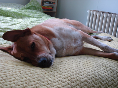 sillyearsdog sillyearsdog