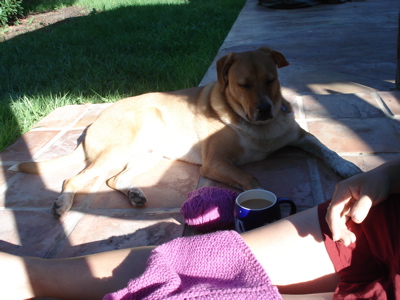 abq4backyardknitting