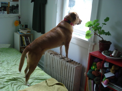 longdogwindow
