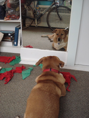 boh admiring himself boh admiring himself