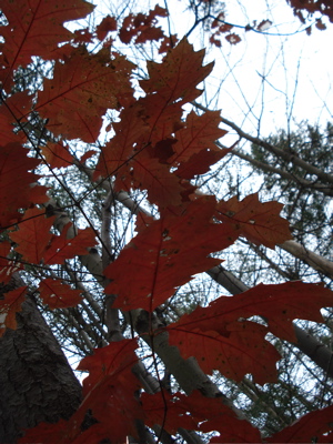 leaves six mile creek leaves six mile creek