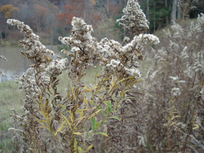 wind in weeds six mile creek wind in weeds six mile creek